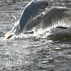 Lachmöwe im Flug