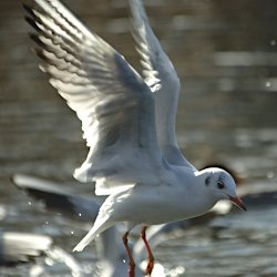 Lachmöwe im Flug