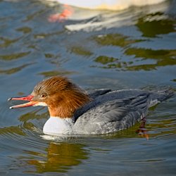 Gänsesäger Weibchen