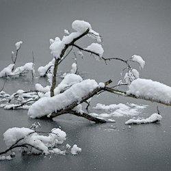 Schneebedeckter Ast auf dem Eis