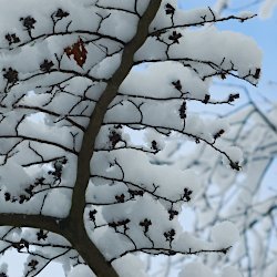 Baumast mit viel nassem Schnee bedeckt