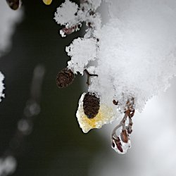 Schneebedeckte Erlenzapfen