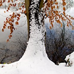 Buchenstamm mit Schnee