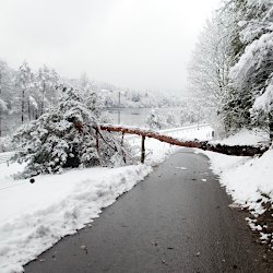 Umgefallener Baum liegt quer über der Strasse