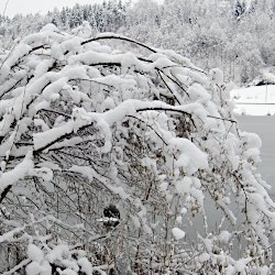 Hasel beugt sich unter der Schneelast
