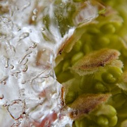 Haselkätzchen mit Eis Makro