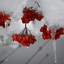 Eberesche Früchte unter Schnee mit Eiszapfen