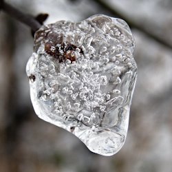 Eberesche Früchte unter Schnee mit Eiszapfen
