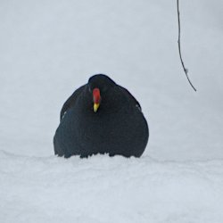 Teichhuhn im Schnee