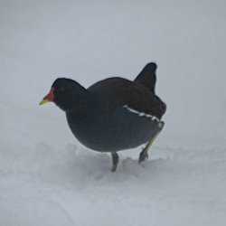 Teichhuhn auf dem Weg durch den Schnee