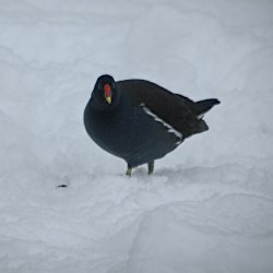 Teichhuhn auf Futtersuche im Schnee