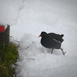 Teichhuhn kurz vor dem Ziel
