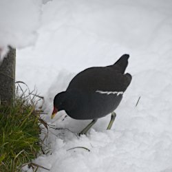 Teichhuhn hat Gras gefunden