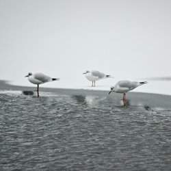 Lachmöwen am Rand vom Eis zum Wasser