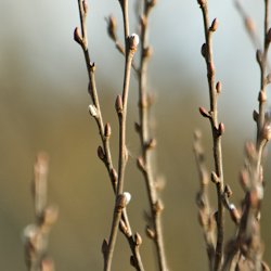 erste Weidenkätzchen schauen aus den Knospen