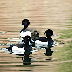 3 Reiherenten Erpel im See