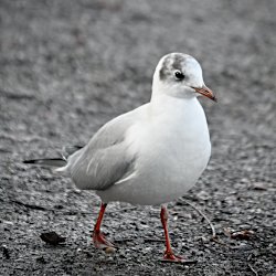 Lachmöwe läuft über den Boden