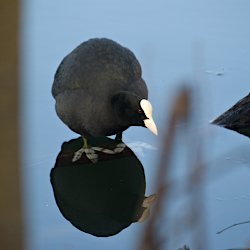 Blässhuhn steht auf Baumstamm im See