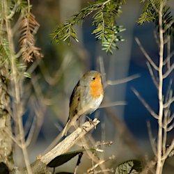 Rotkehlchen im Wald