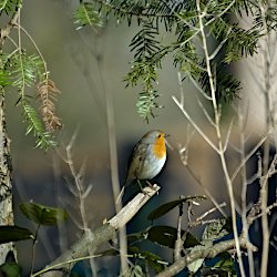 Rotkehlchen im Wald