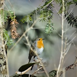 Rotkehlchen im Wald