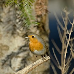 Rotkehlchen im Wald