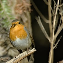 Rotkehlchen im Wald