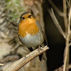 Rotkehlchen im Wald