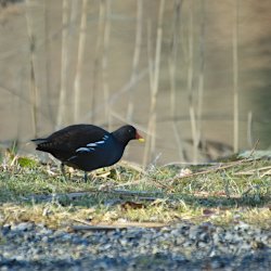 Teichhuhn auf der Wiese