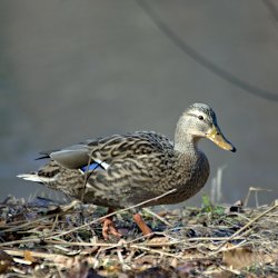 Stockente Weibchen auf der Wiese