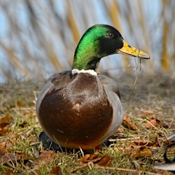 Stockente Männchen auf der Wiese