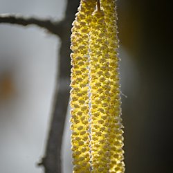 Haselkätzchen im Gegenlicht