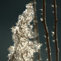 Schilfgras im Gegenlicht