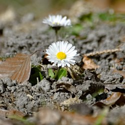 kleines Gänseblümchen schaut aus der Erde heraus