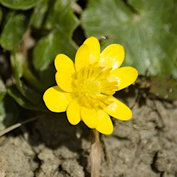 blühendes Scharbockskraut