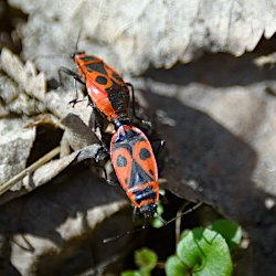 Feuerwanzen bei der Paarung