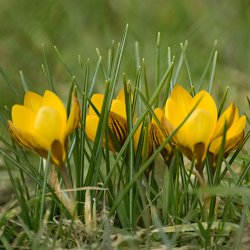 gelbe Krokusse