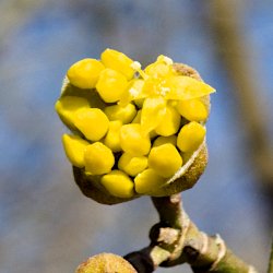 Aufspringende Knospe der Kornelkirsche