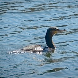 Schwimmender Kormoran