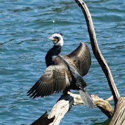 Kormoran mit ausgebreiteten Flügeln