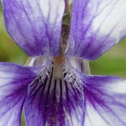 violette Blume