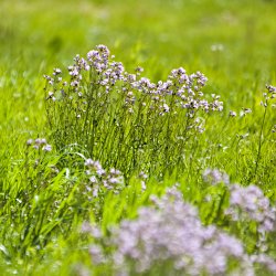 Wiesenblumen