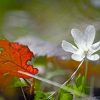 Brombeerblatt und Buschwindröschen