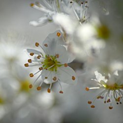 Weissdorn-Blüte