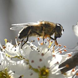 Biene auf Weissdorn-Blüte