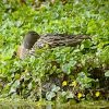 Stockente