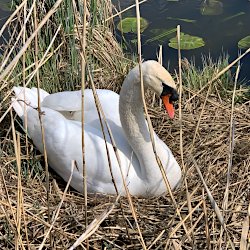 im Schilf brütender Höckerschwan