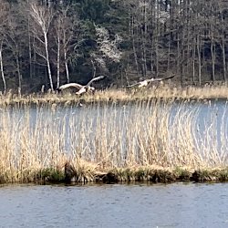 Über dem See fliegende Wildgänse
