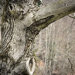 Baumstamm, der ein bisschen an Pinocchio erinntert