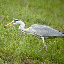 Graureiher auf der Kuhweide – Käfer gefangen